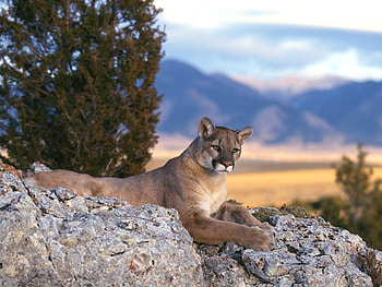 mountain lion on rocks, the look out HD wallpaper