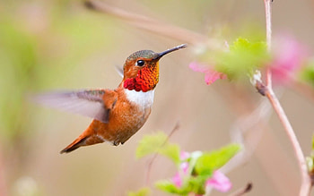 Animals, Nature, Plant, Bird, Wave, Sweep, Calibri, Caliri HD wallpaper