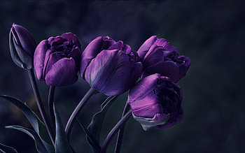Dark tulip, Striking and dramatic, Elegance in darkness, Mysterious beauty HD wallpaper