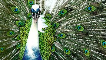 Peacock , , Stunning backgrounds, Beauty HD wallpaper