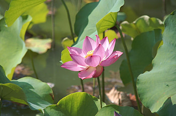 Flowers, Leaves, Lotus, Greens, Pond HD wallpaper
