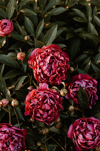 Close-up of lush, vibrant peonies blooming with rich foliage. Perfect for spring-themed visuals. HD phone wallpaper