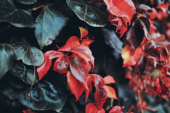 Leaves, Macro, Close-Up HD wallpaper