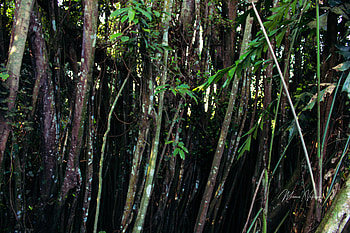 Swamp Forest, Pepa47D, deletesteam92, poppymenu5, dadnode65, degreeguide1, chestnerve74, ottersuede32, pastrysanta4, fabianomakeofme, eelenergy39, pimplewrench22, coilrail4, patelisha258, dryergeese4, carmenmbonilla, cdgame9, palmmall8, cutlion25, cc88bett, docksound33, cribjelly2, cubbass9, palmettocar, dirtbreak7, Cleangroup06, dillwire5, plowpoppy9, poppysmoke2, Ootory, randomarcher30, rakedog17, rabbitpacket1, dealsoy0, chainoboe0, pantyspoon1, prestigemasterpla HD wallpaper