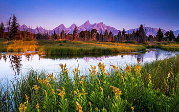 Teton Sunrise from Snake River, wildflowers, flowers, mountains, water, reflections, wyoming, usa HD wallpaper