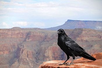 Animals, Canyon, Bird, Raven HD wallpaper