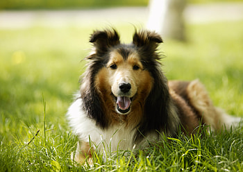 Animals, Grass, Dog, Relaxation, Rest, Lassie HD wallpaper