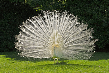 White Peacock Showing Off, white, peacock, birds, animals HD wallpaper