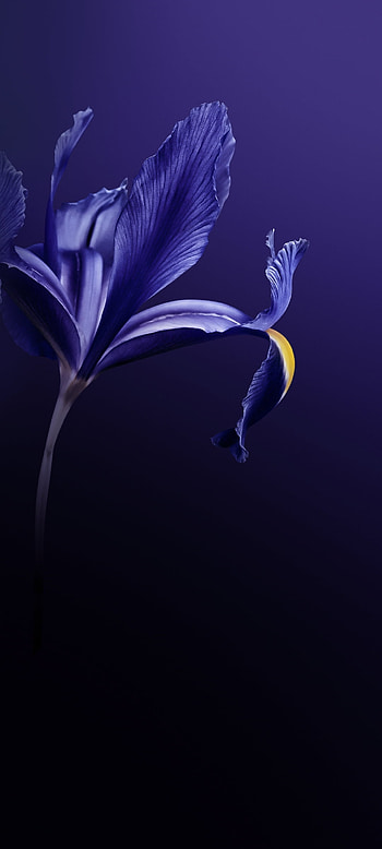 Flower, eye, electric blue HD phone wallpaper