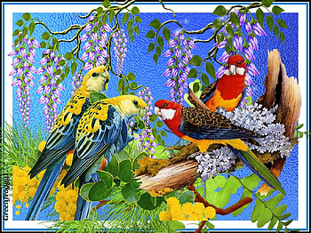 PARROT COLLAGE, ART, COLLAGE, PARROT, ABSTRACT HD wallpaper