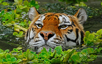 A Siberian Tiger Takes A Swim At The Antwerp Zoo in Belguim, Swim, In, A, Belguim, The, at, Tiger, Zoo, Siberian, Antwerp, Takes HD wallpaper
