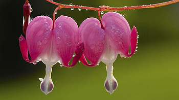 Drops, Flower, Plant, Macro, Couple, Pair HD wallpaper
