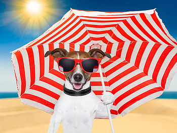 Happy Summer!, blue, dog, umbrella, white, jack russell terrier, beach, summer, sunglasses, red, funny, sun, caine HD wallpaper