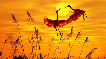 Cranes flying at sunset, Majestic bird migration, Tranquil skies, Nature's wonders HD wallpaper