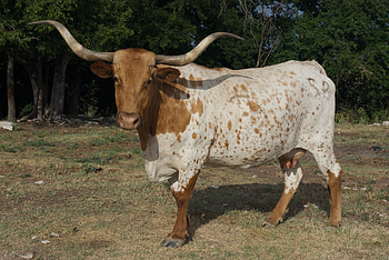 Rocking O Ranch, Longhorn HD wallpaper