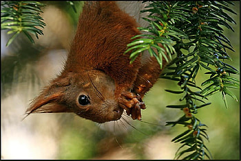 squirrel, sweet, woods, cute, wild, upside down, tree HD wallpaper