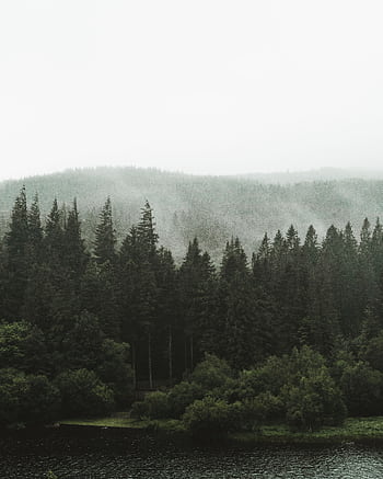 Fog envelops a tranquil evergreen forest by a lake, creating a peaceful and mystical landscape. HD phone wallpaper