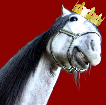 I'm Lovin It!!, spanish, andalusian, crown, horses, mc donalds, grey, funny HD wallpaper
