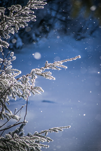 Nature, Snow, Glare, Blur, Smooth, Branches, Bokeh, Boquet HD phone wallpaper