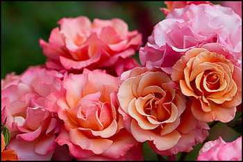 Fragrant roses, pink, roses, pretty, nature, flowers, fragrant HD wallpaper