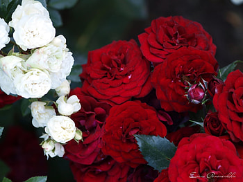 Plants, Flowers, Roses HD wallpaper