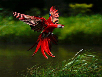 Coming In For A Landing, bird, animals, other, macaw, nature HD wallpaper
