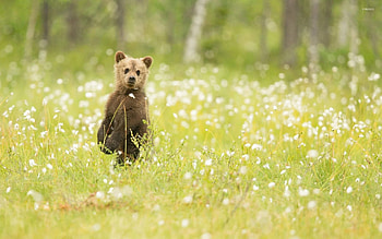 Playful bear cubs, Nature's innocence, Cute wildlife, Captivating expressions HD wallpaper