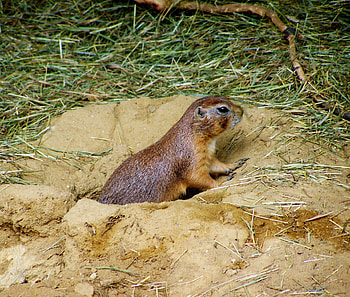 Animals, Grass, Sand, Prairie Dog, Mink, Steppe Dog HD wallpaper