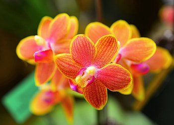 Orchids, pink, orchid, orange, flower, nature HD wallpaper