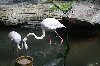 Magestic Cranes, magetically, cranes, fishing, ponds HD wallpaper