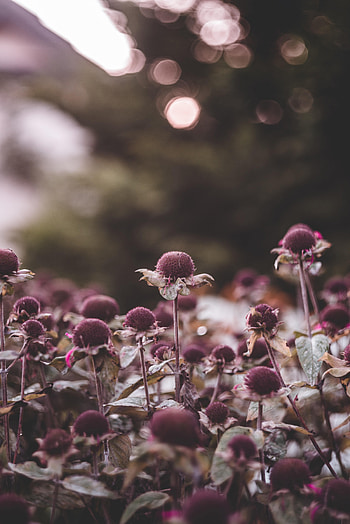 Flowers, Leaves, Plant, Focus HD phone wallpaper