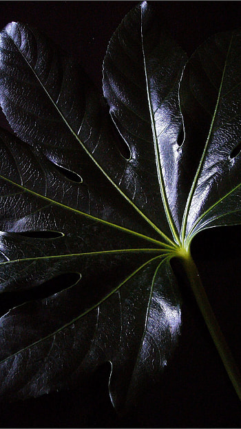 Black Colour, Black Colour Leave, Black Leave HD phone wallpaper