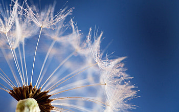 Sky, Flower, Macro, Dandelion, Fluff, Fuzz, Seeds, Seed HD wallpaper