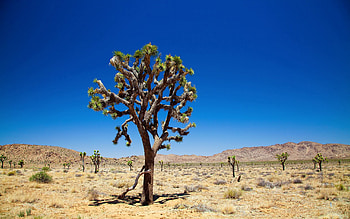 Nature, Desert, Wood, Tree, Vegetation HD wallpaper