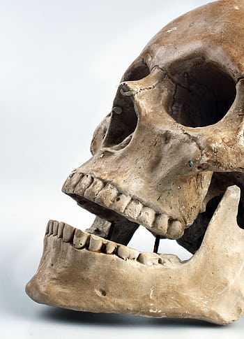 Close-up of a detailed human skull with focus on teeth and cranium. HD phone wallpaper
