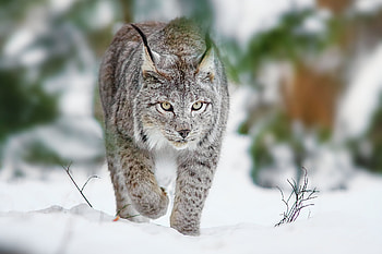 Wild lynx portrait, Mysterious gaze, Forest dweller, Agile hunter HD wallpaper