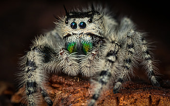 Jumping Spider, animal, spider, insect HD wallpaper