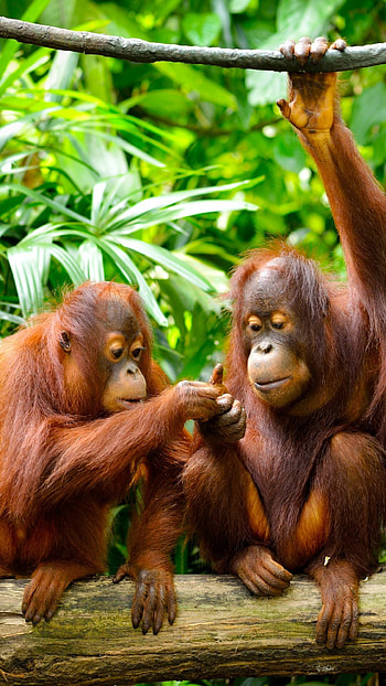 Stunning orangutan close-up, Forest canopy explorers, Peaceful primate moments, Nature's beauty HD phone wallpaper