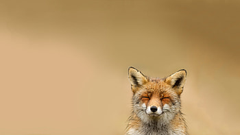 Animals, Fox HD wallpaper