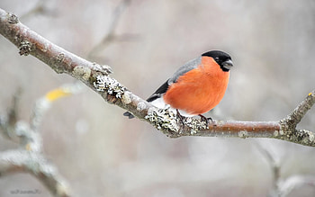 Bullfinch, animal, branch, bird, Latvia HD wallpaper