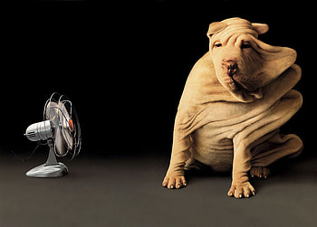 coolin off, dog, animal, cute, fan, fur, wind, funny, humor, shar pei HD wallpaper