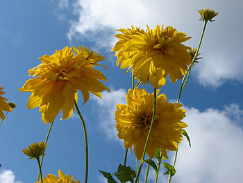 Flowers, Sky, Stems HD wallpaper