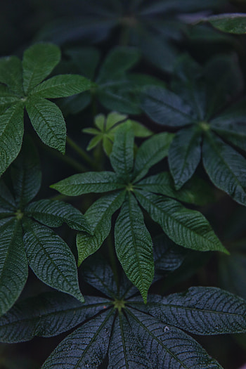 Leaves, Plant, Macro HD phone wallpaper
