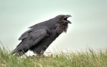 Crow , Bird's majesty, beauty, Nature's masterpiece HD wallpaper