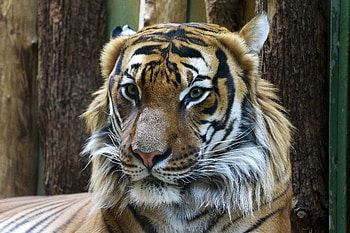 Animals, Muzzle, Predator, Big Cat, Sight, Opinion, Tiger HD wallpaper