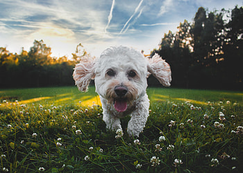 Animals, Dog, Pet, Nice, Protruding Tongue, Tongue Stuck Out, Shaggy, Mila HD wallpaper