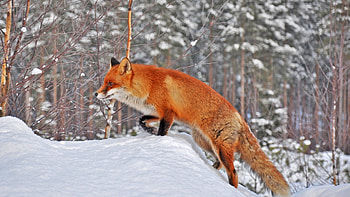Fox In Snow, fox, snow, animals HD wallpaper