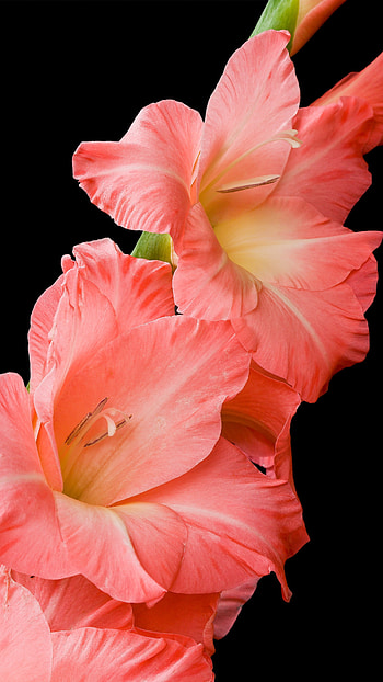 Gladioli, Pink Flower HD phone wallpaper