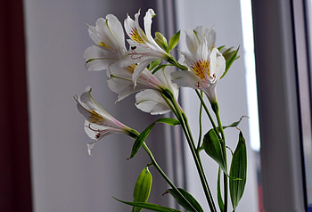 Flowers, Close-Up, Alstroemeria, Stems HD wallpaper