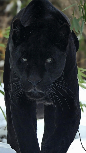 Black Panther, , Sony Xperia HD phone wallpaper